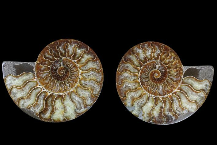 Agate Replaced Ammonite Fossil - Madagascar #169481
